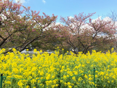 桜の季節